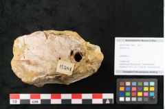 Foto (Objekt + Etikett) von Quercus sp.  (NHMW-GEO-2024-0188-11584)